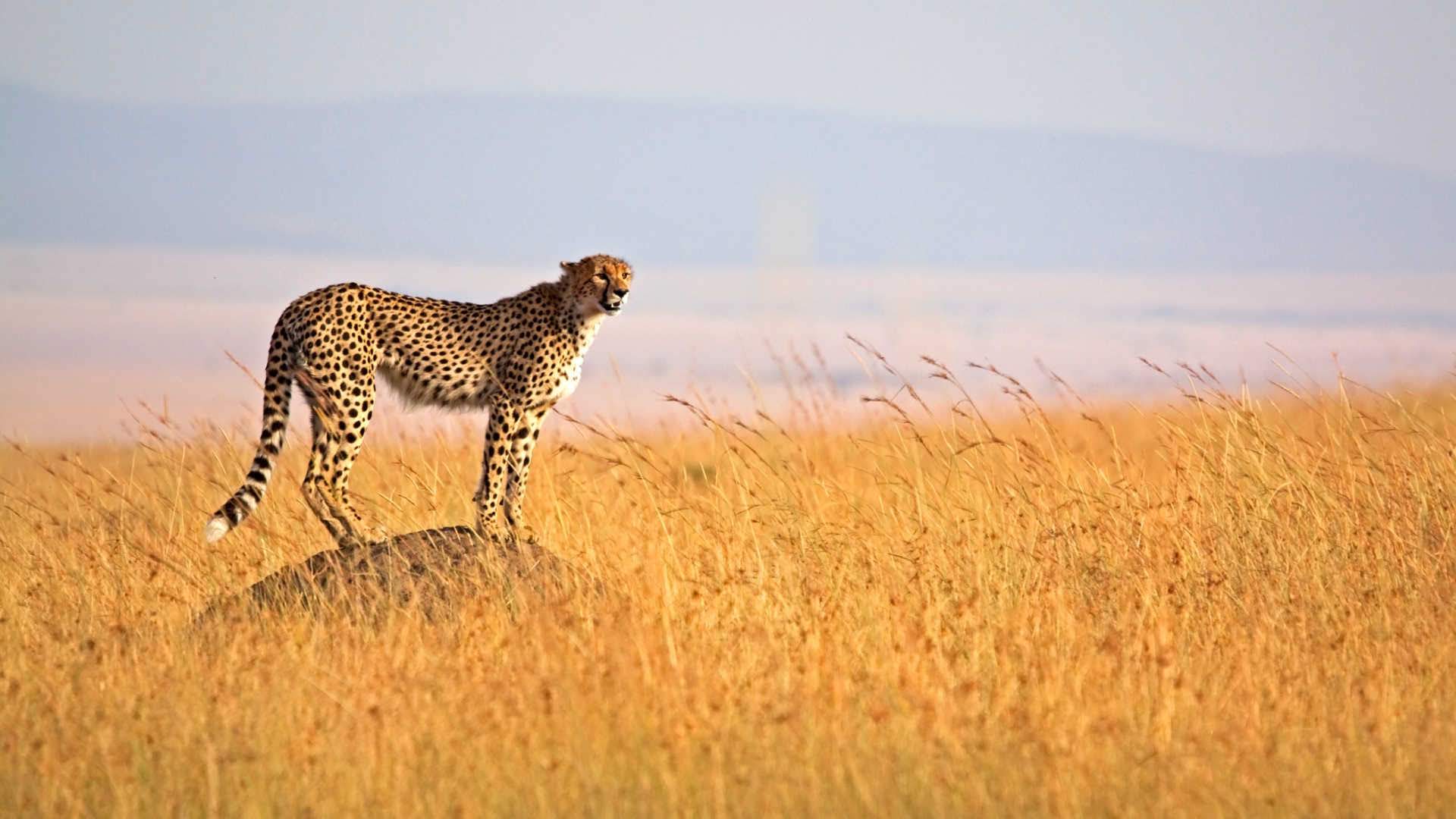 Tanzania Explorer 2024